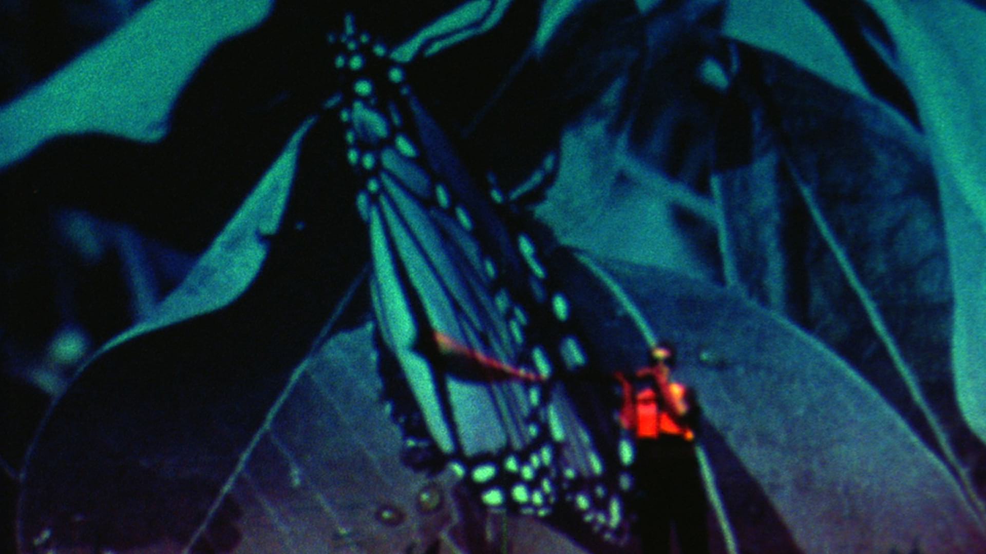 Caryn Cline’ın Botanicollage Filmleri görsel 2